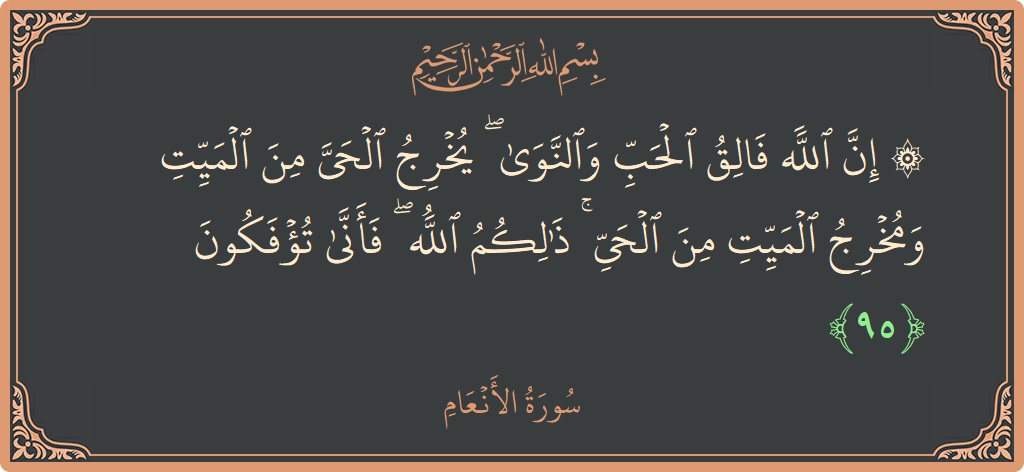الآية 95 - سورة الأنعام: (۞ إن الله فالق الحب والنوى ۖ يخرج الحي من الميت ومخرج الميت من الحي ۚ ذلكم الله ۖ فأنى...)