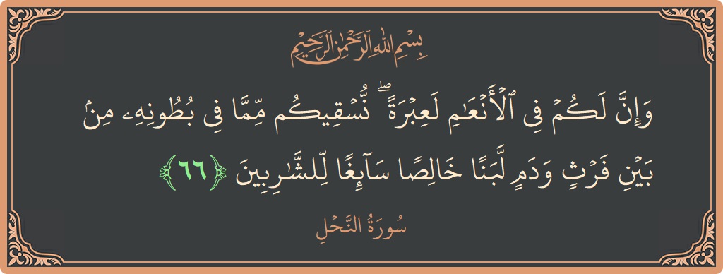 Verse 66 - Surah An-Nahl: (وإن لكم في الأنعام لعبرة ۖ نسقيكم مما في بطونه من بين فرث ودم لبنا خالصا سائغا للشاربين...) - English